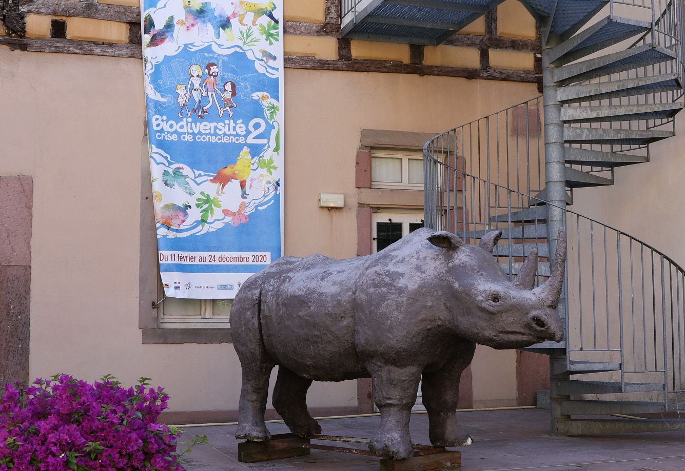 musée d'Histoire Naturelle et d'Ethnographie de Colmar