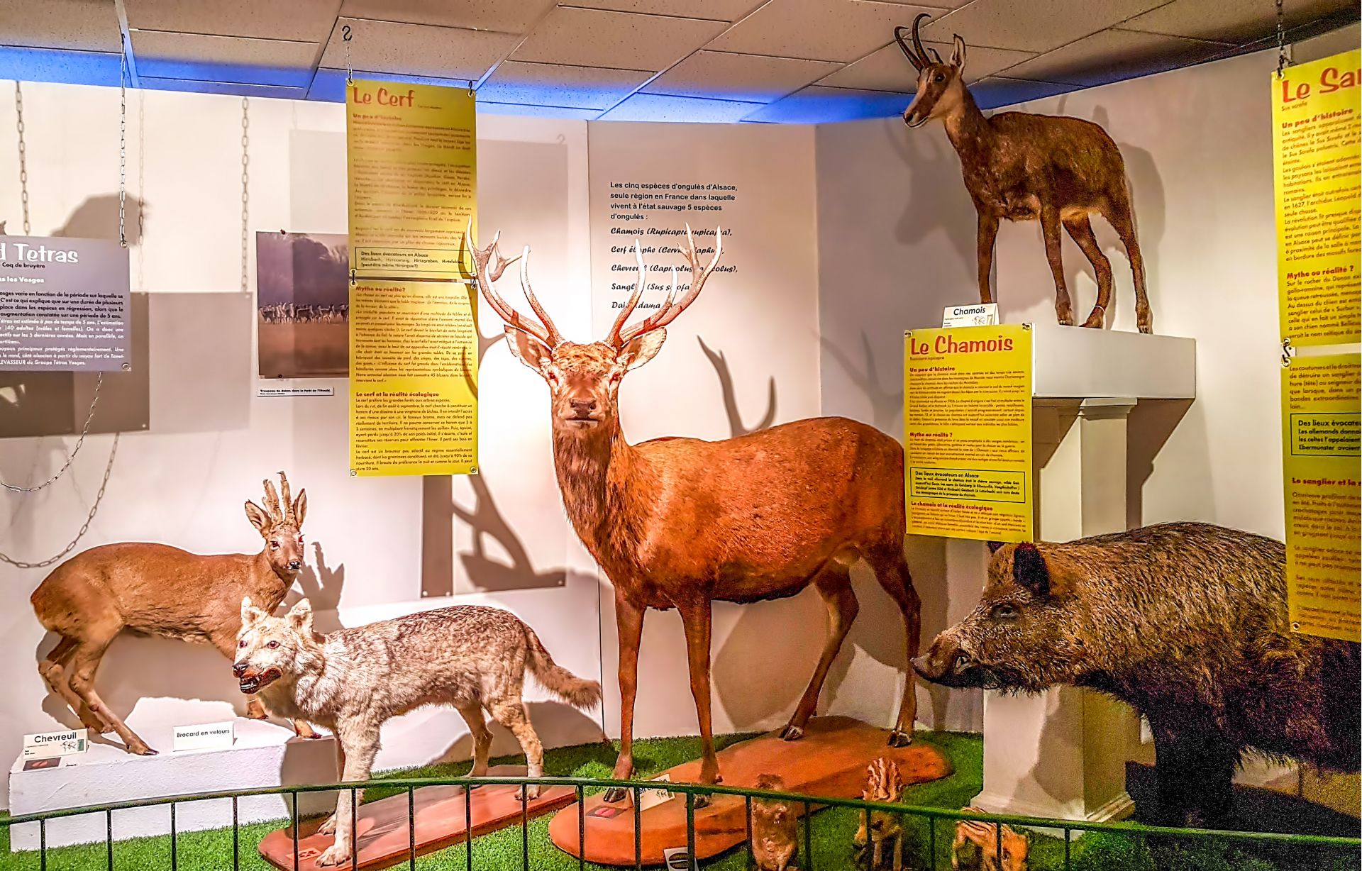 musée d'Histoire Naturelle et d'Ethnographie de Colmar