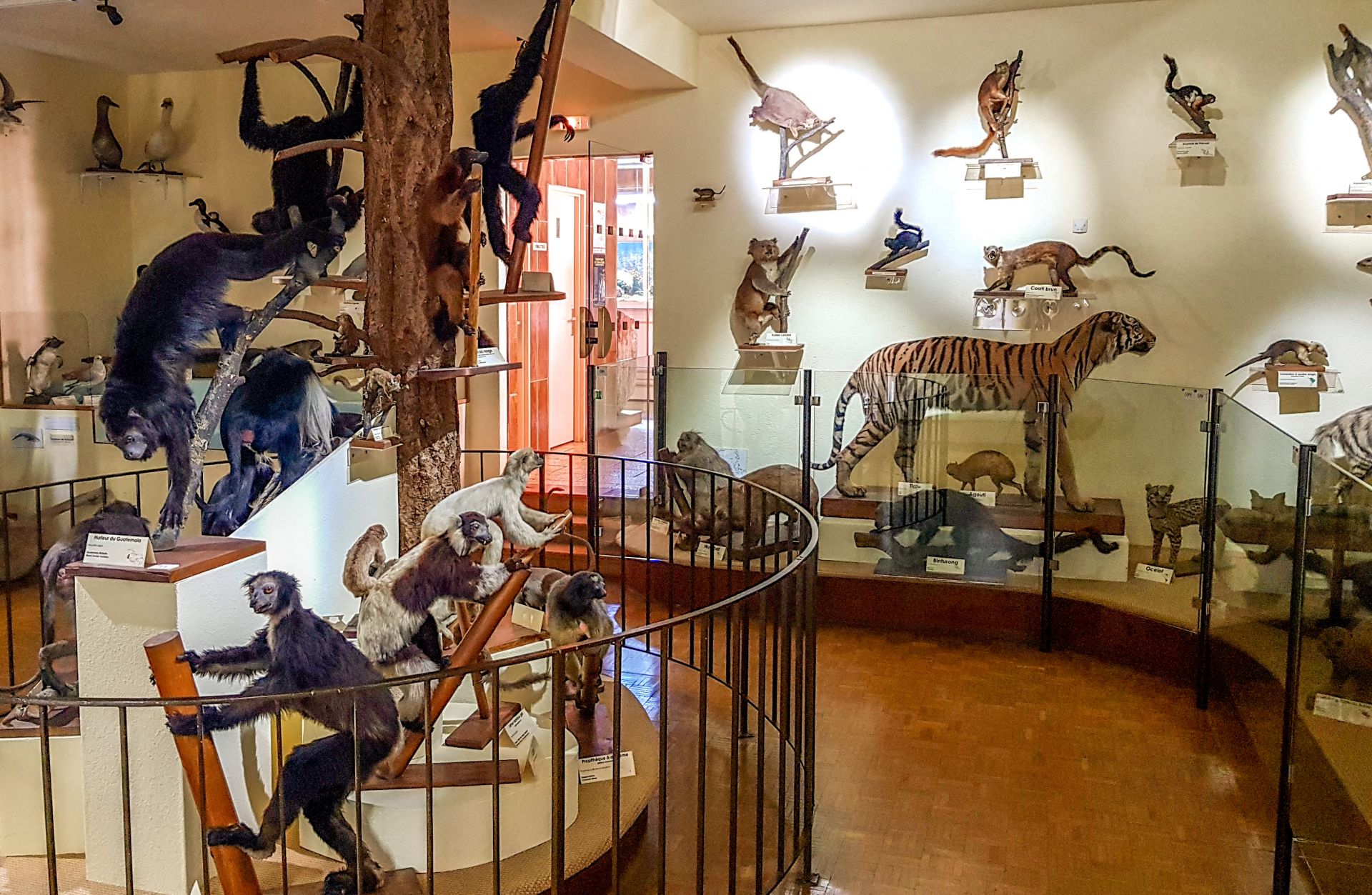 musée d'Histoire Naturelle et d'Ethnographie de Colmar