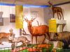 musée d'Histoire Naturelle et d'Ethnographie de Colmar