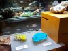 musée d'Histoire Naturelle et d'Ethnographie de Colmar